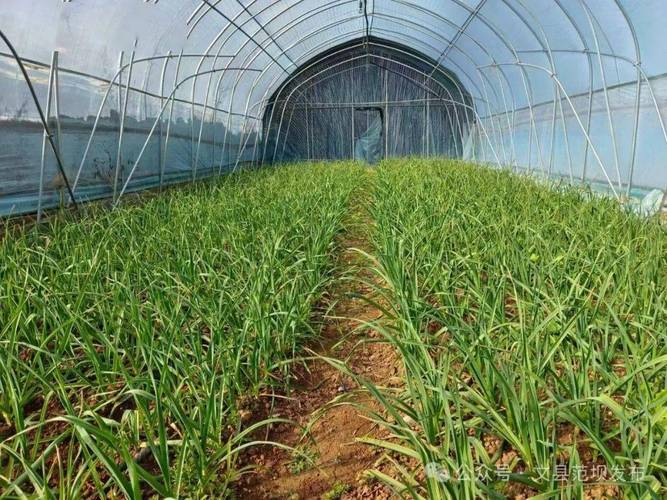蒜苗大棚如何实现高产种植?-图3 蒜苗大棚如何实现高产种植?-图3