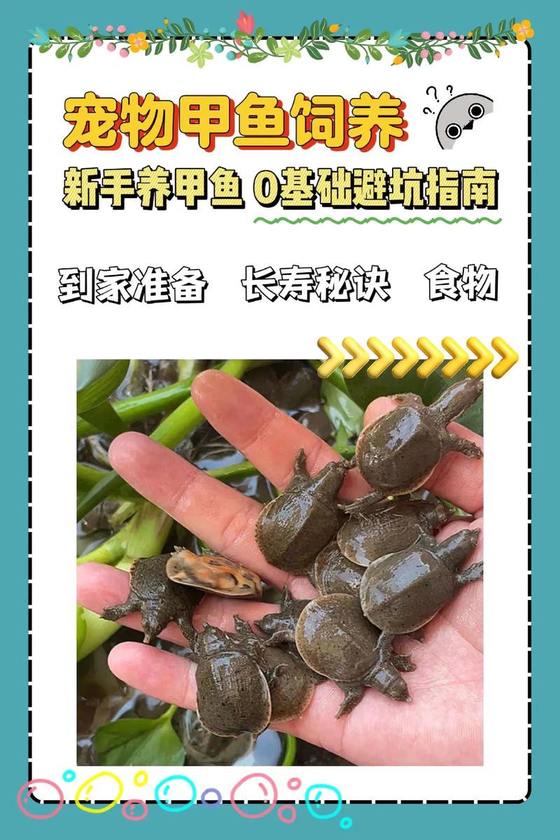 广东野生甲鱼养殖技术-图1