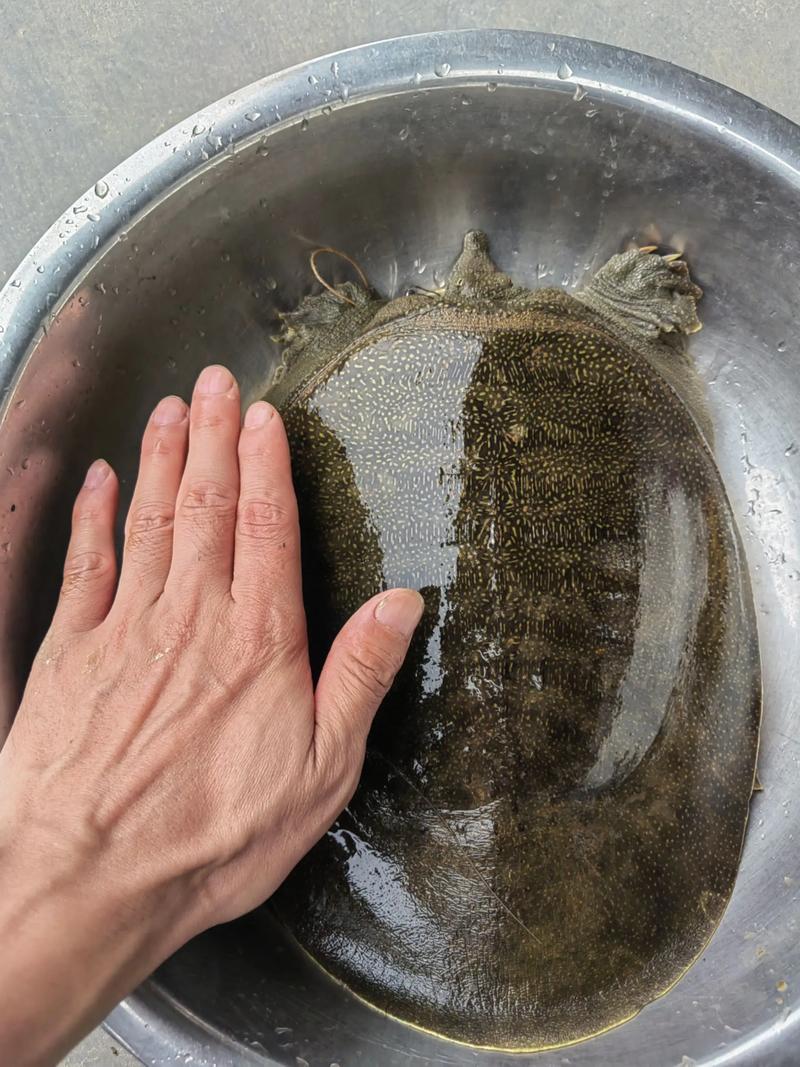 广东野生甲鱼养殖技术-图2