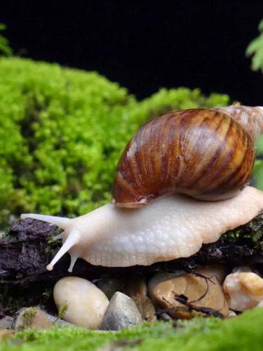 白玉蜗牛野外养殖技术有哪些关键要点?-图1 白玉蜗牛野外养殖技术有哪些关键要点?-图1