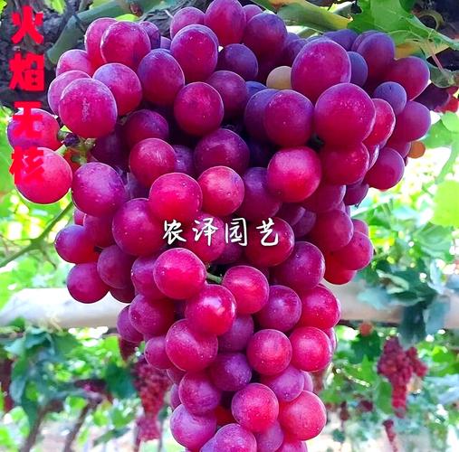 哪些葡萄品种属于早熟品种？-图1