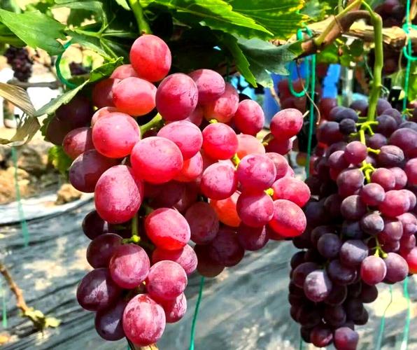 哪些葡萄品种属于早熟品种？-图2