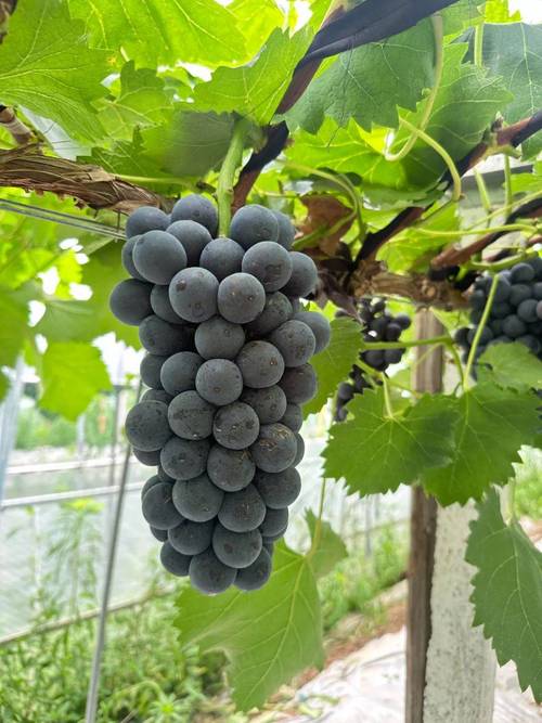 哪些葡萄品种属于早熟品种？-图3