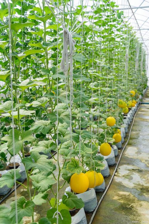 东北香瓜咋种？视频技术要点有哪些？-图1