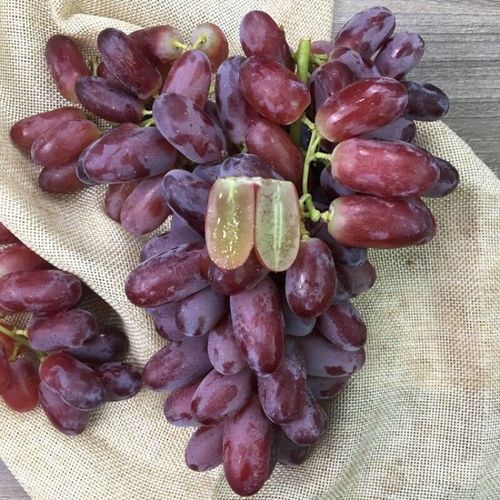 紫色葡萄有核的是什么品种？-图1