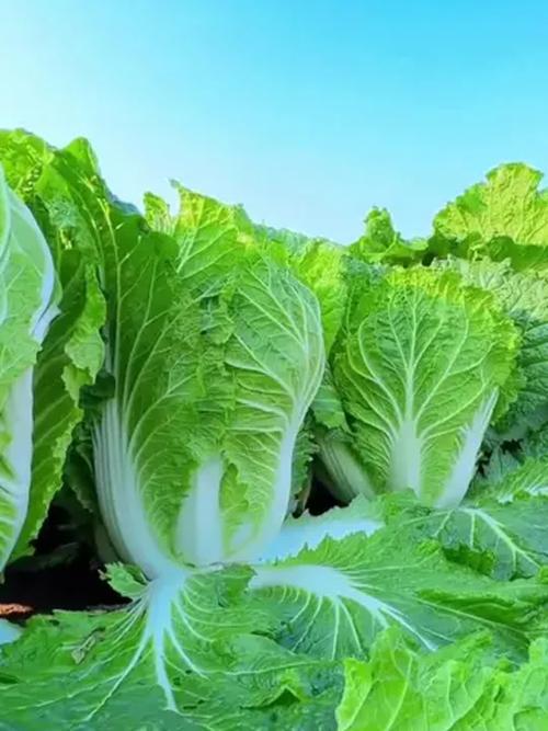 夏季白菜种什么品种好？-图1