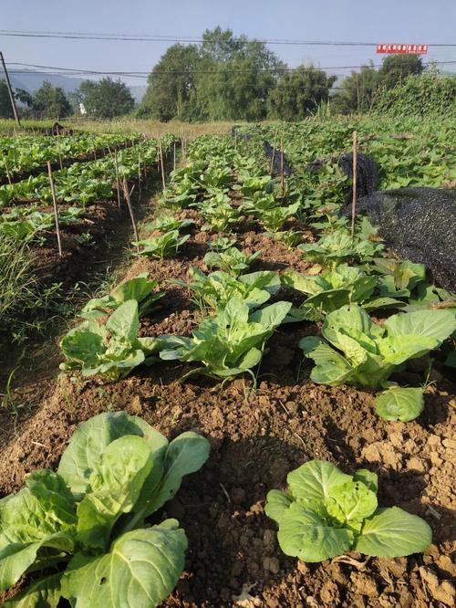 夏季白菜种什么品种好？-图3