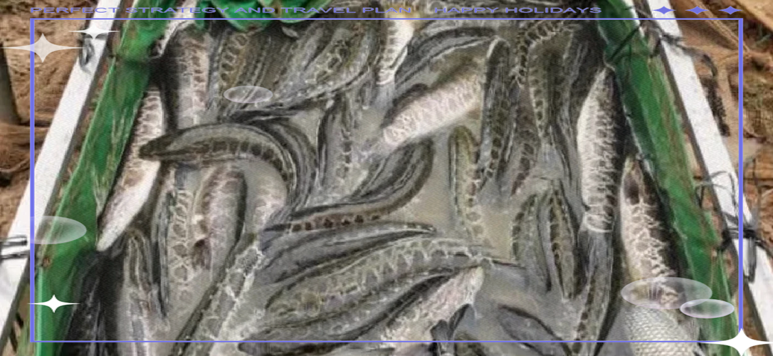 黑鱼养殖高产技术有哪些关键点？-图1