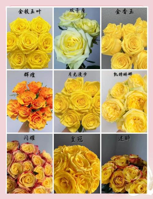 玫瑰品种名称知多少?-图1 玫瑰品种名称知多少?-图1