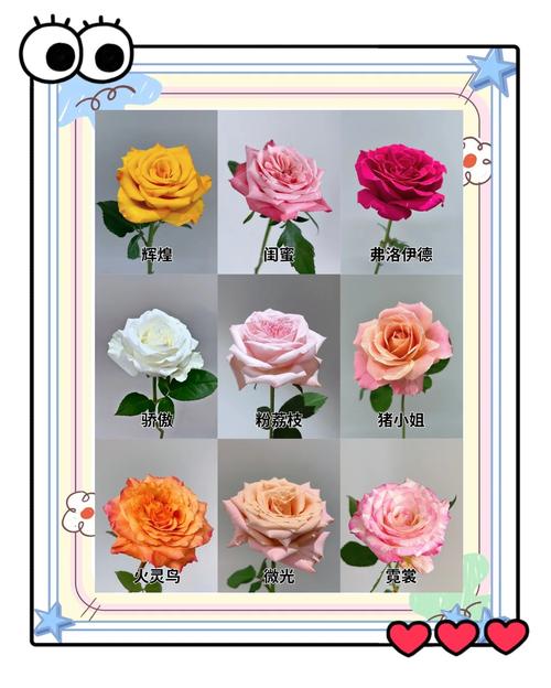 玫瑰品种名称知多少?-图2 玫瑰品种名称知多少?-图2