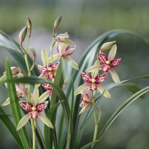 夏季兰花品种有哪些可种?-图1 夏季兰花品种有哪些可种?-图1