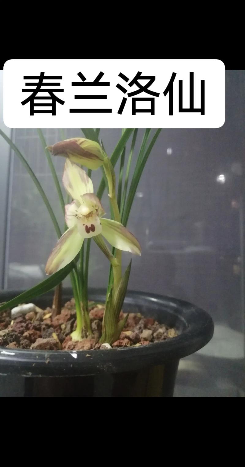 夏季兰花品种有哪些可种?-图2 夏季兰花品种有哪些可种?-图2