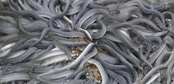 2025杭州鳗鱼价格会涨还是跌？-图2