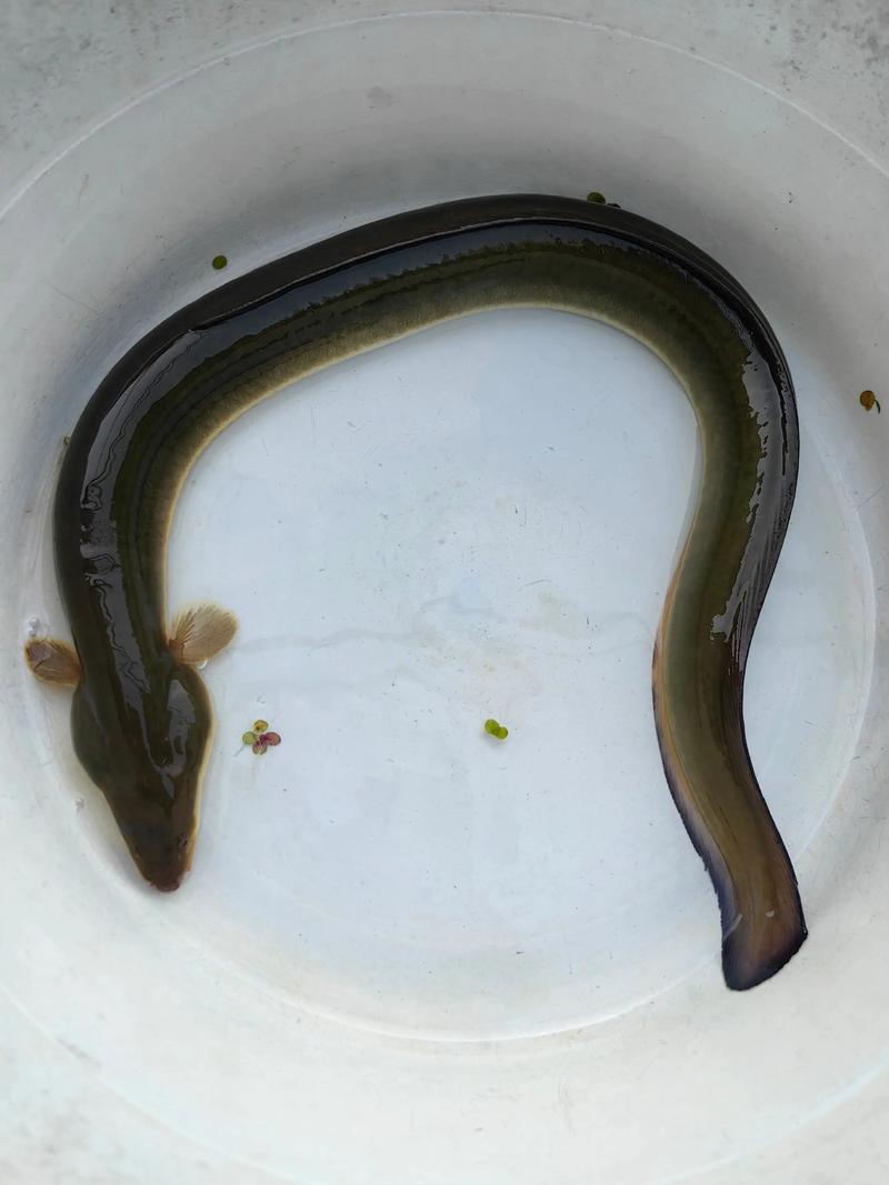 2025杭州鳗鱼价格会涨还是跌？-图3