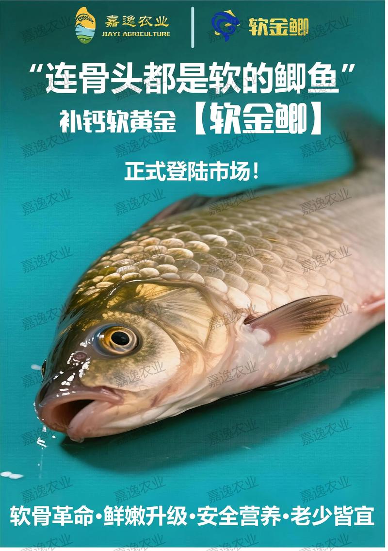 广东鲫鱼2025年价格会涨还是跌？-图1