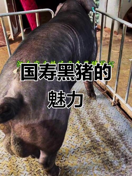 黑猪品种哪个最好？-图1