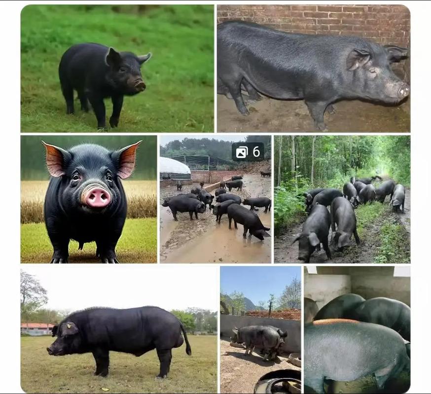 黑猪品种哪个最好？-图2