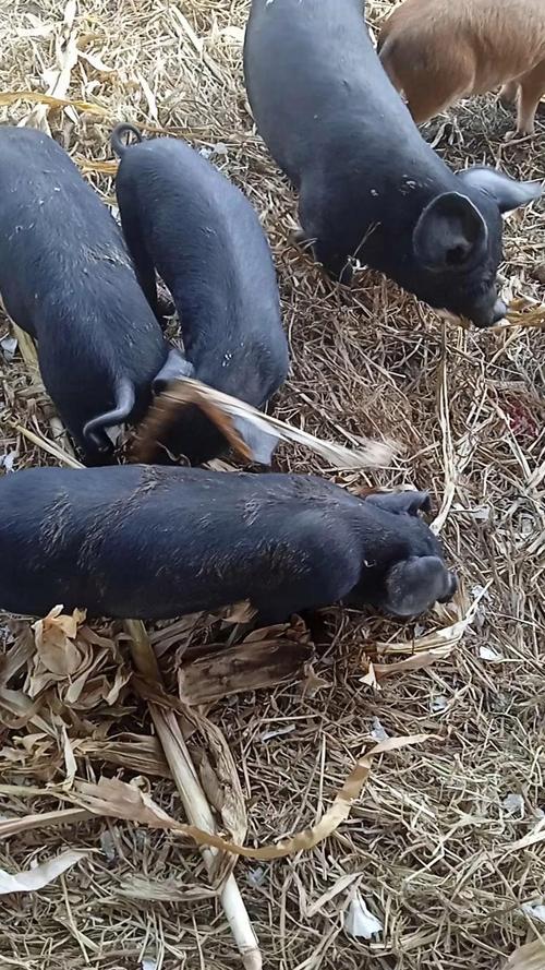 黑猪品种哪个最好？-图3