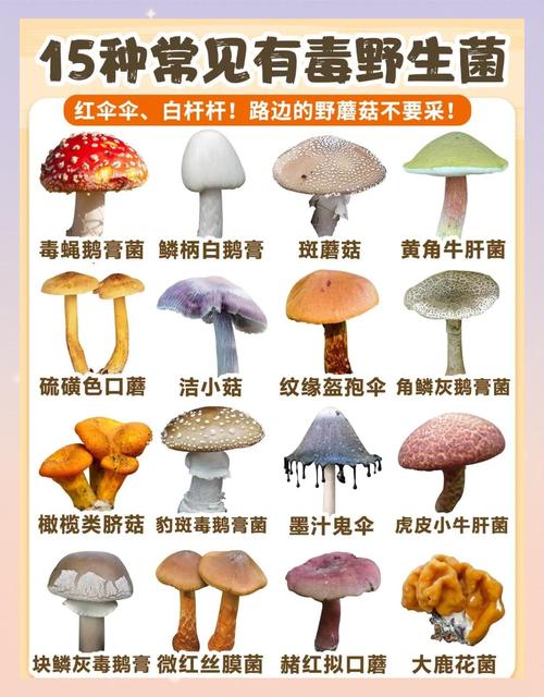 蘑菇品种名称图片有哪些？-图1