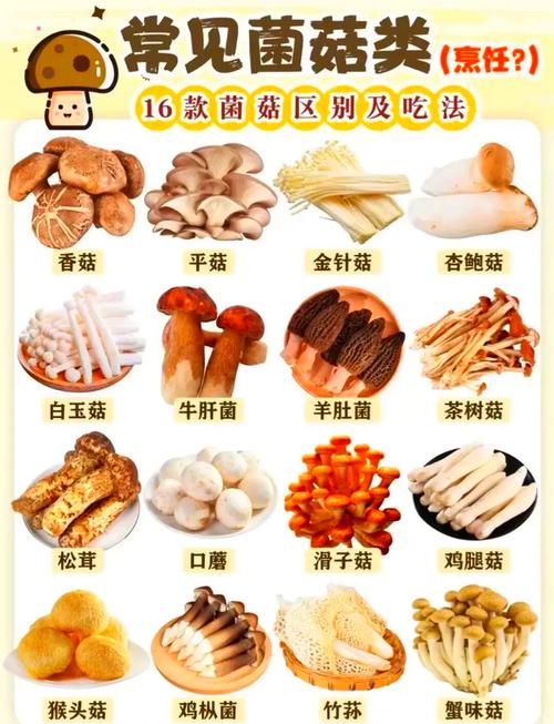 蘑菇品种名称图片有哪些？-图2