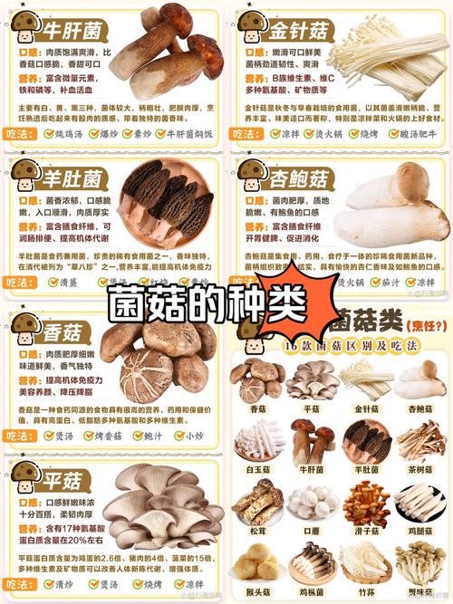 蘑菇品种名称图片有哪些？-图3