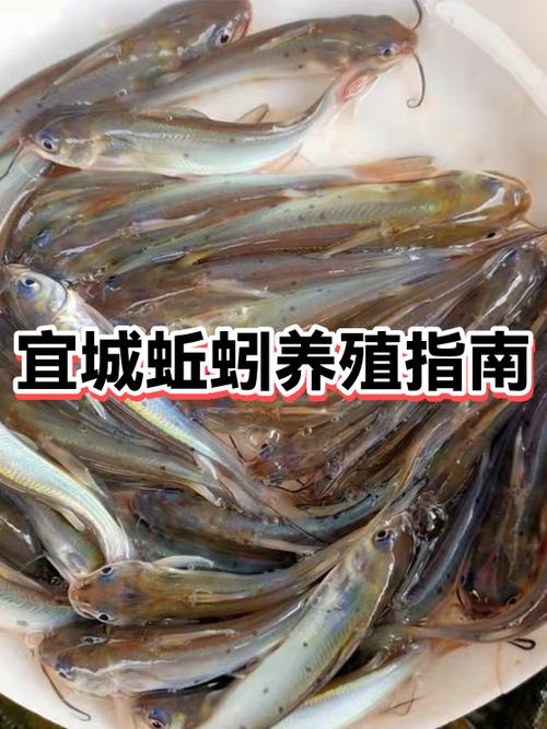 蚯蚓养殖如何高效防治病虫害？-图2