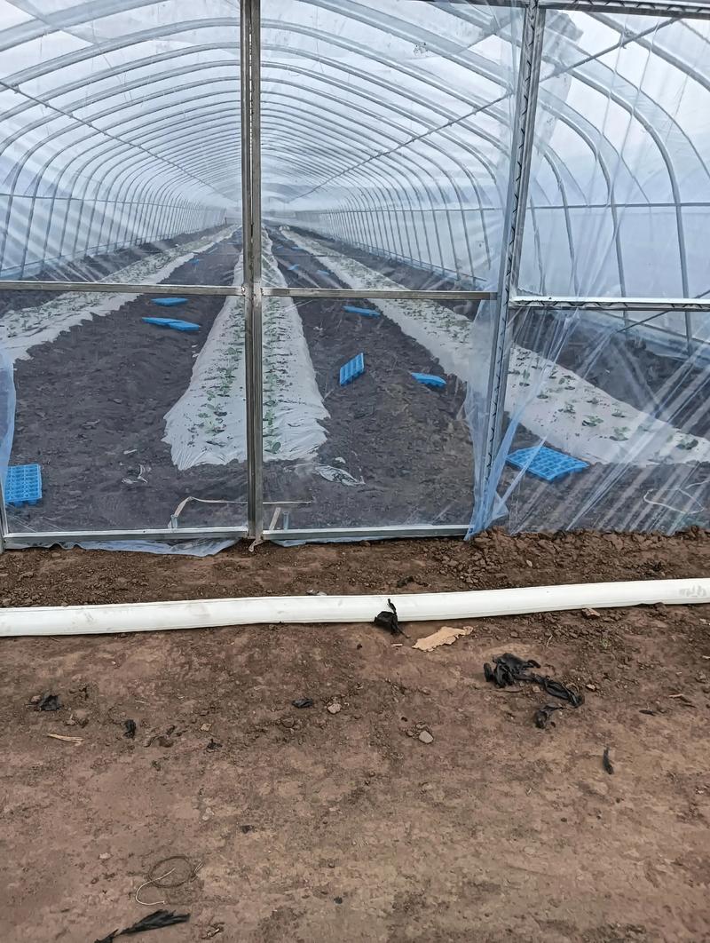 新疆西瓜栽培技术视频有哪些要点?-图2 新疆西瓜栽培技术视频有哪些要点?-图2