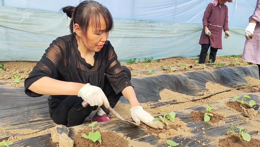 新疆西瓜栽培技术视频有哪些要点?-图1 新疆西瓜栽培技术视频有哪些要点?-图1