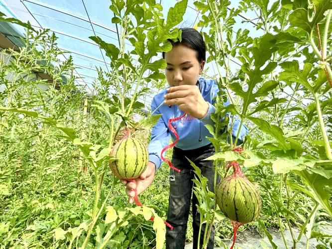 新疆西瓜栽培技术视频有哪些要点?-图3 新疆西瓜栽培技术视频有哪些要点?-图3