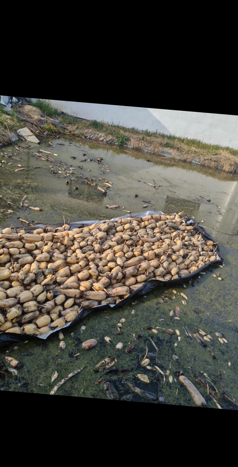 什么品种的藕产量最高-图2 什么品种的藕产量最高-图2