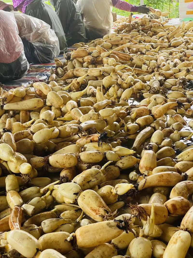 什么品种的藕产量最高-图3 什么品种的藕产量最高-图3