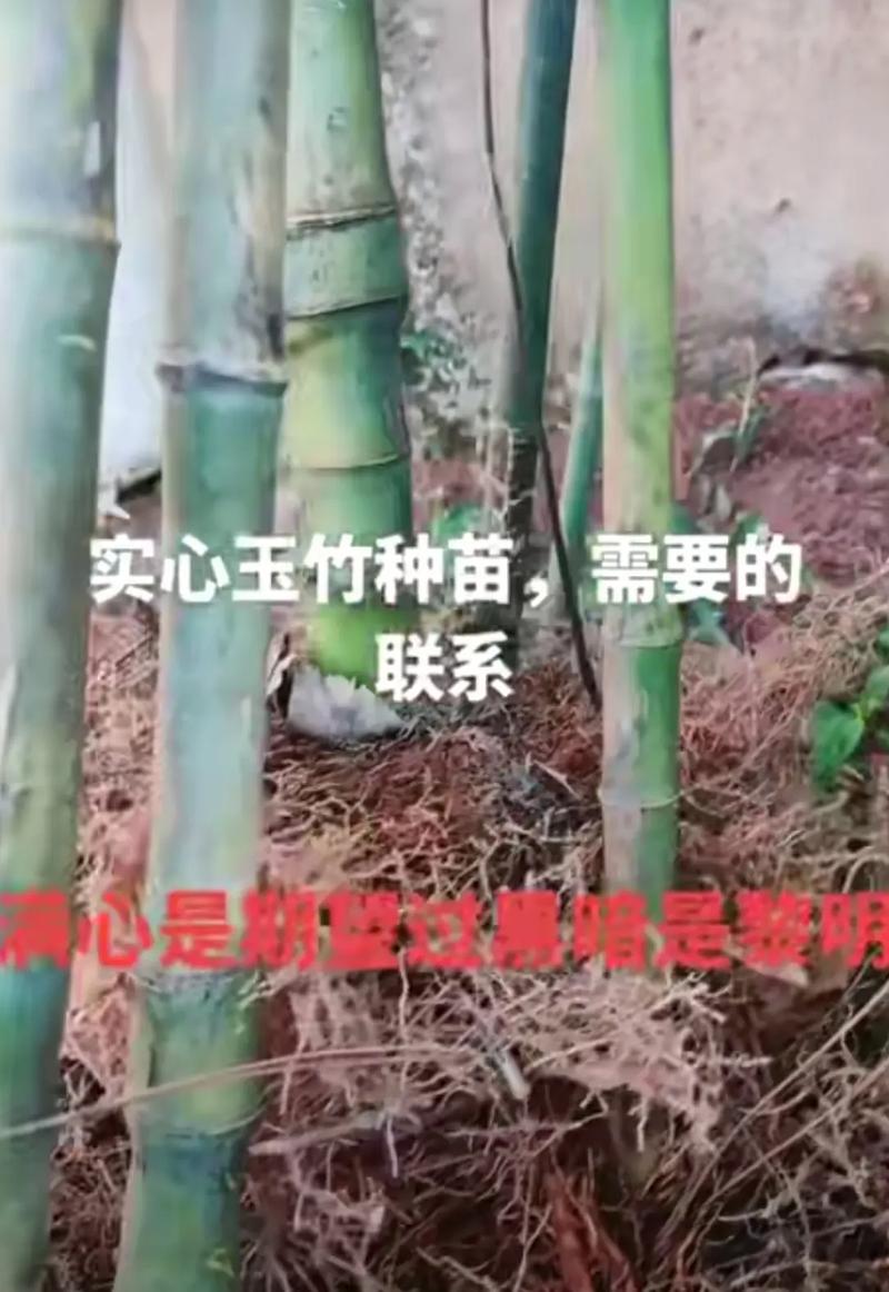 哪里能买到实心竹子品种？-图2