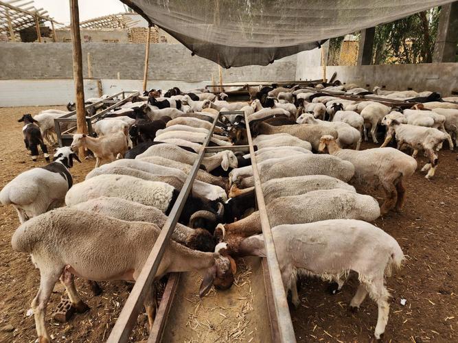 牛羊养殖技术存在哪些问题？-图1