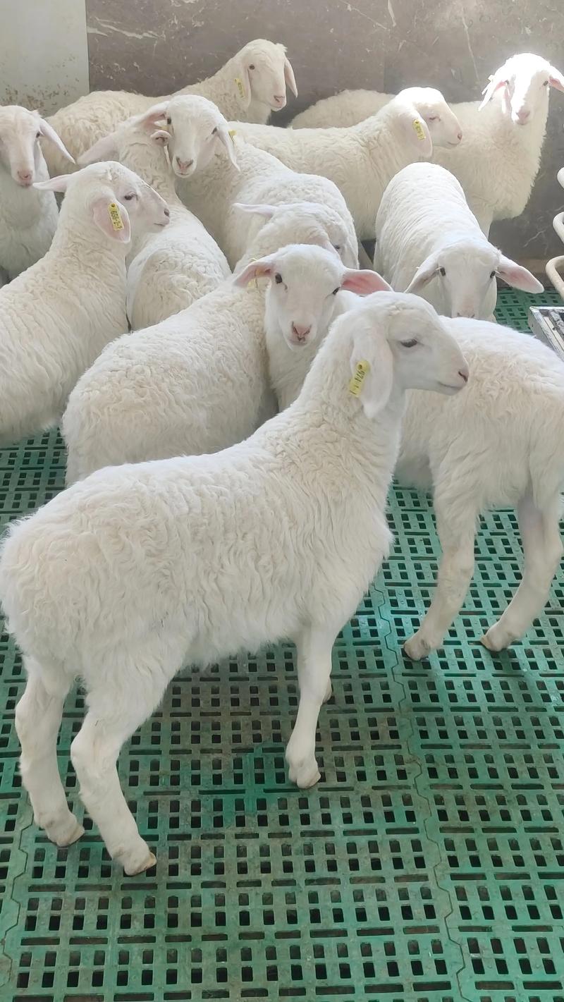 牛羊养殖技术存在哪些问题？-图2