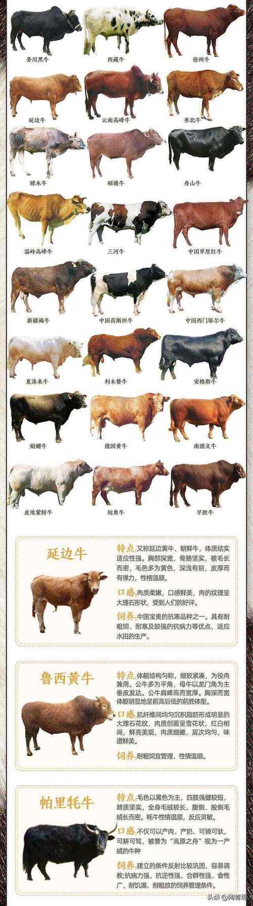 中国最好吃的牛品种是哪个？-图2