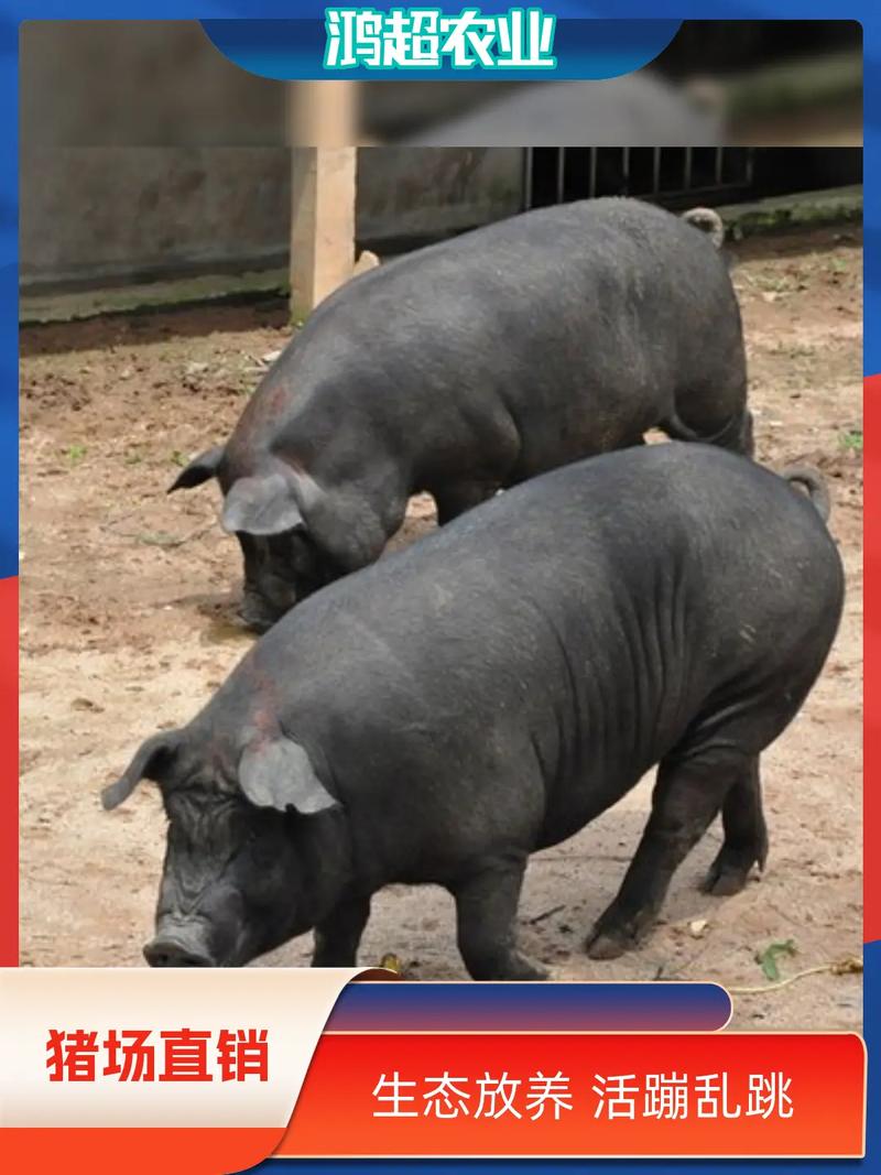 当前养猪，什么品种最赚钱？-图1