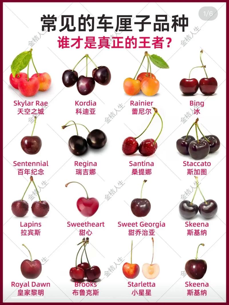 大樱桃什么品种最值钱?-图1 大樱桃什么品种最值钱?-图1