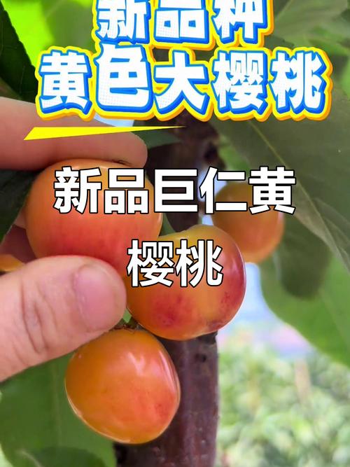 大樱桃什么品种最值钱?-图2 大樱桃什么品种最值钱?-图2