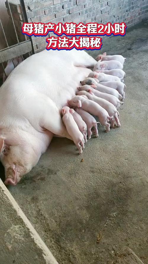 农村养母猪选什么品种好?-图1 农村养母猪选什么品种好?-图1