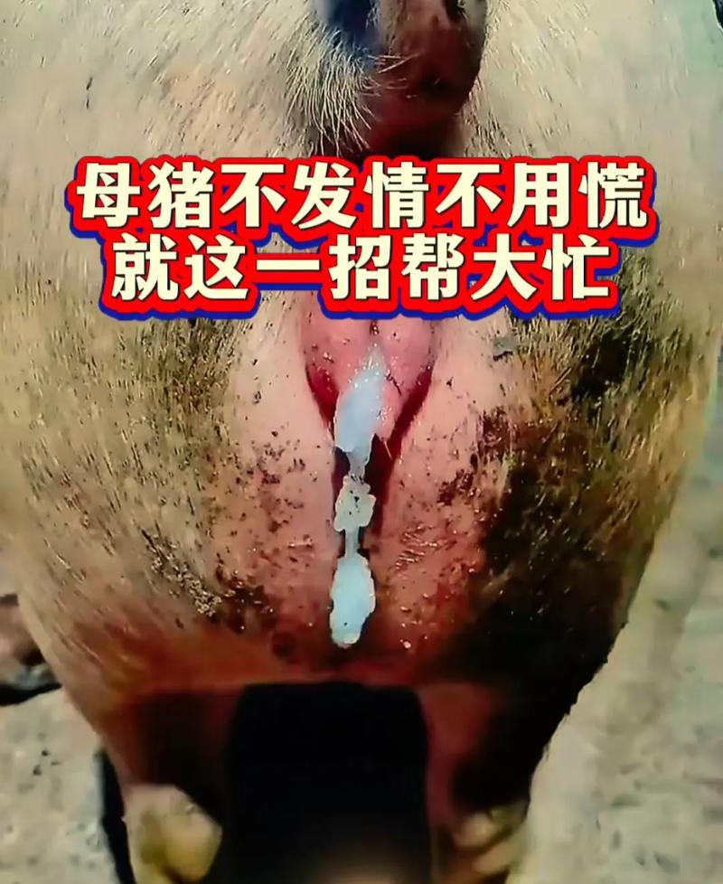 农村养母猪选什么品种好?-图3 农村养母猪选什么品种好?-图3