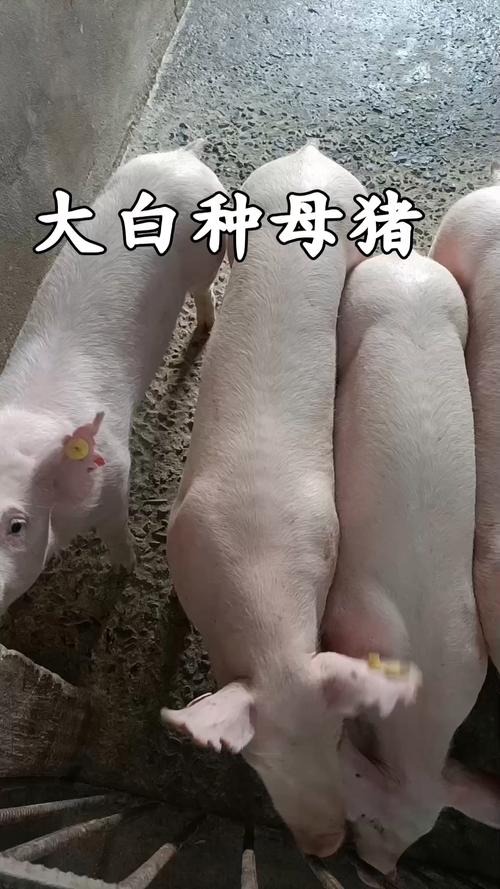 农村养母猪选什么品种好?-图2 农村养母猪选什么品种好?-图2