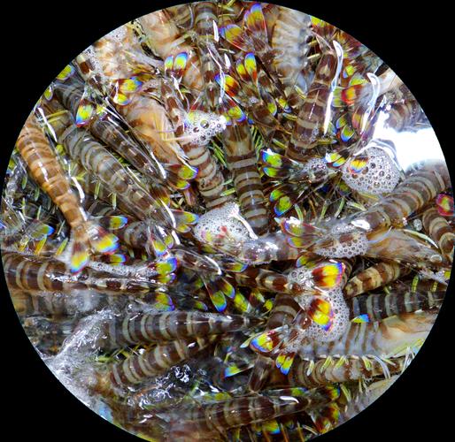 福建日本对虾养殖技术有何关键要点?-图1 福建日本对虾养殖技术有何关键要点?-图1