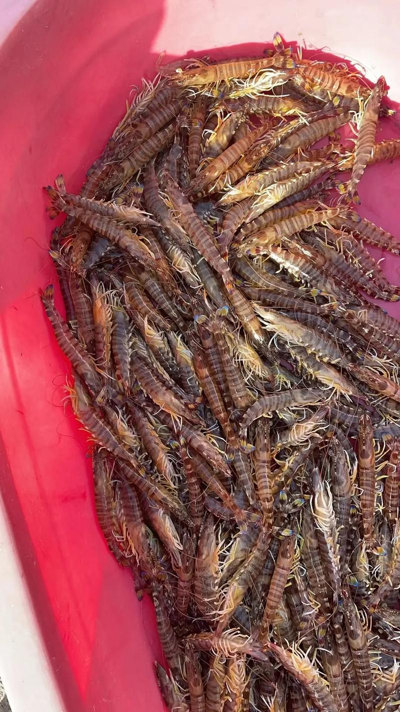 福建日本对虾养殖技术有何关键要点?-图3 福建日本对虾养殖技术有何关键要点?-图3