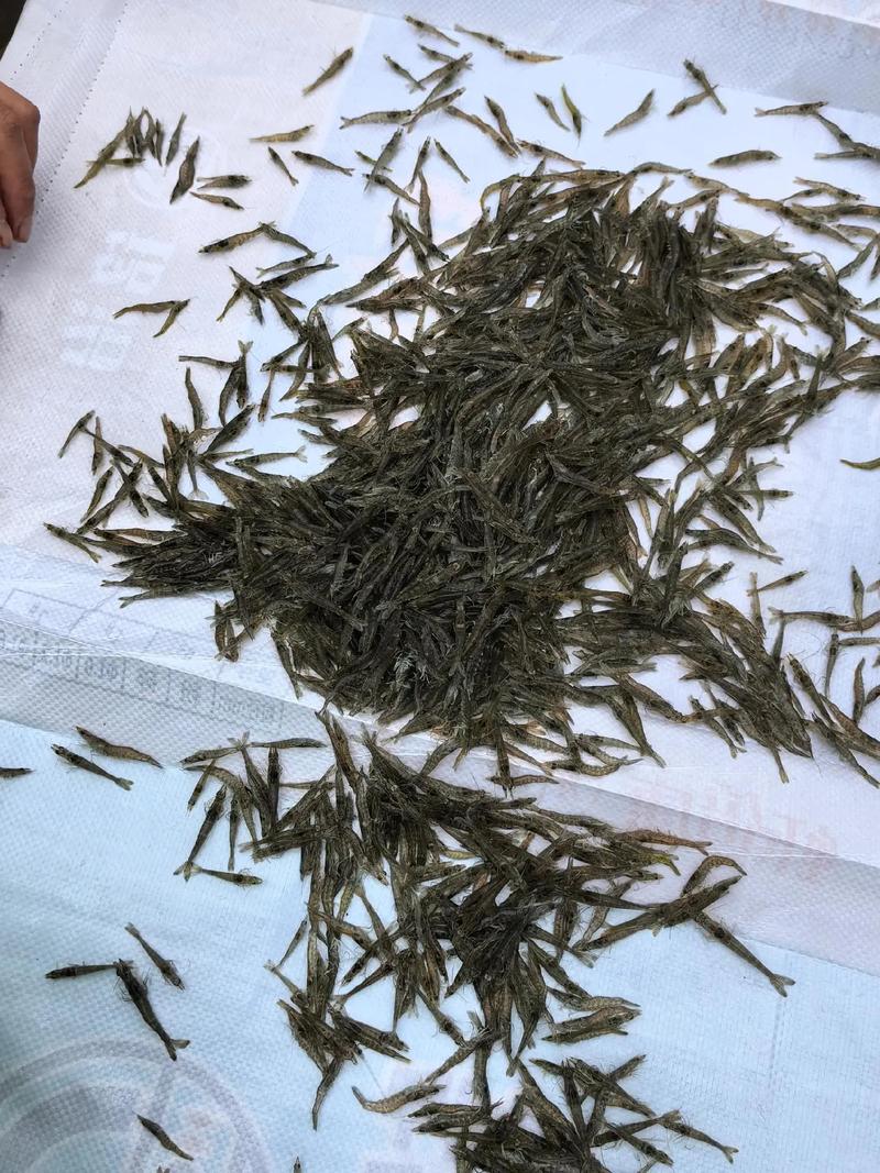 福建日本对虾养殖技术有何关键要点?-图2 福建日本对虾养殖技术有何关键要点?-图2