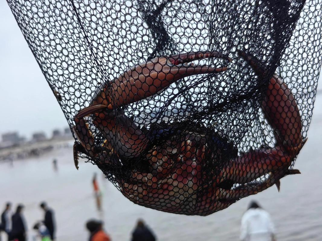 2025南方河蟹价格会涨还是跌？-图3