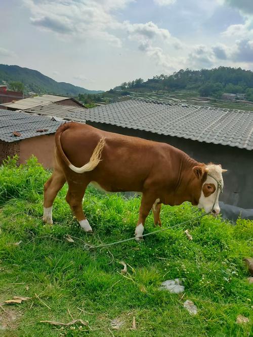 哪种牛品种生长速度最快？-图1