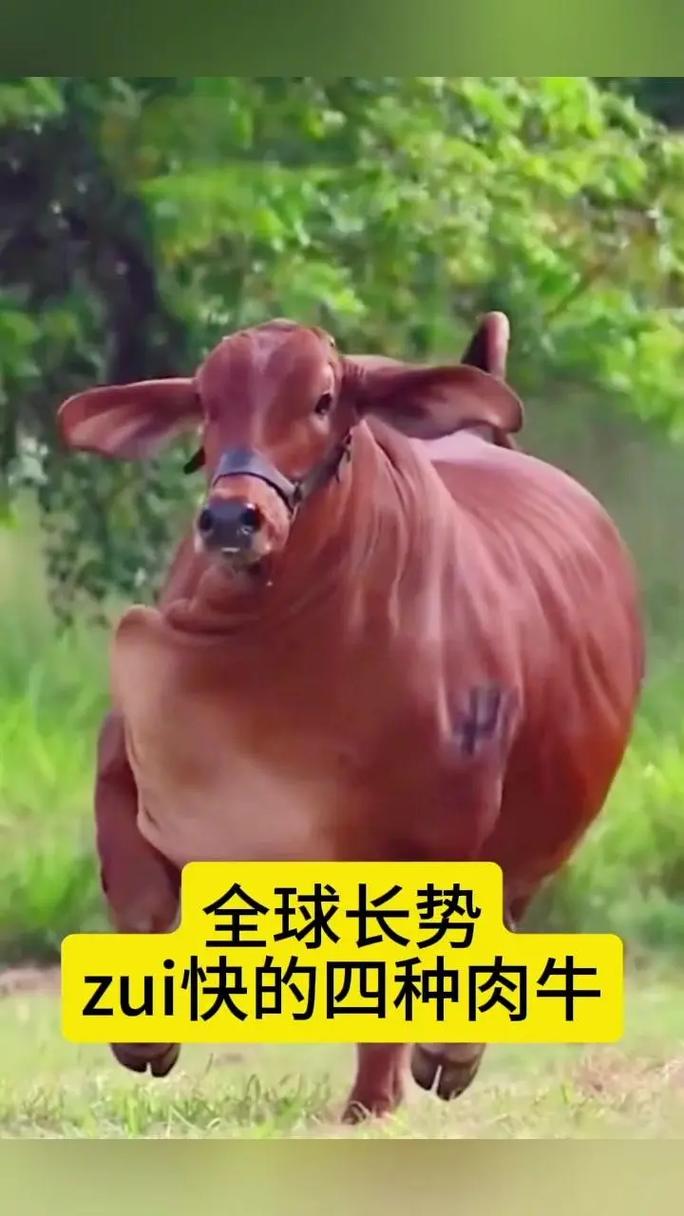 哪种牛品种生长速度最快？-图2