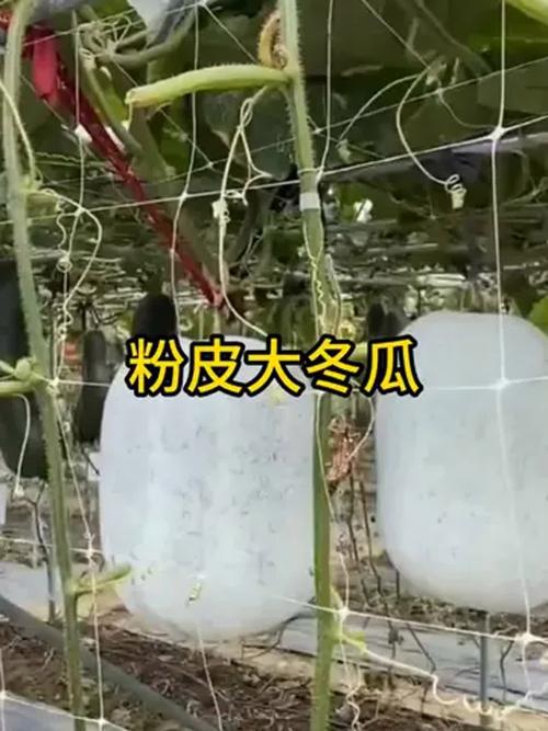 大棚粉皮冬瓜怎么种高产？-图1