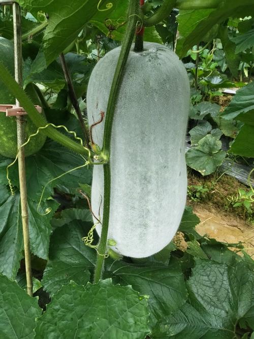 大棚粉皮冬瓜怎么种高产？-图2