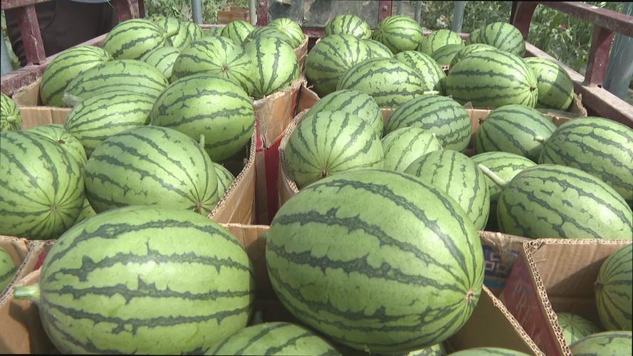 小形西瓜品种有哪些?-图1 小形西瓜品种有哪些?-图1